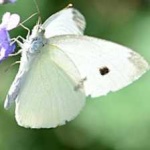 image of animal