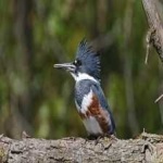 image of belted_kingfisher #10