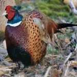 image of ring_necked_pheasant #8