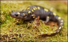 image of spotted_salamander