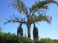 image of palm_tree