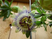 image of passion_flower #16