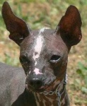 image of mexican_hairless