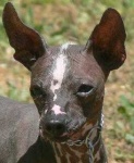 image of mexican_hairless #20