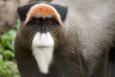 image of guenon