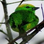 image of bird