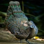image of bird