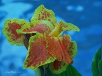 image of flower