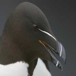 image of bird