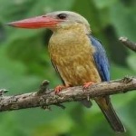 image of bird