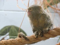 image of marmoset