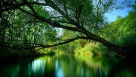 image of rainforest