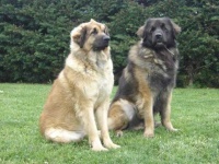 image of leonberg