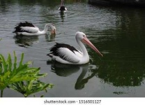 image of animal