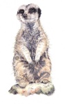 image of meerkat