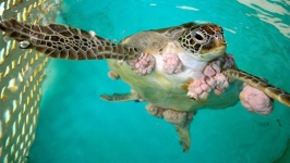 image of animal