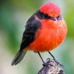 image of bird