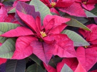 image of poinsettia #27