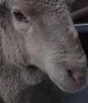 image of animal