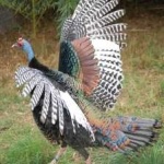 image of ocellated_turkey #34