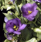 image of flower