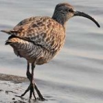 image of whimbrel #23