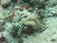 image of coral_reef #34