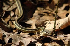 image of garter_snake #15