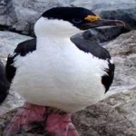 image of bird