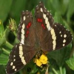 image of banded_butterfly #129