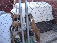 image of boxer