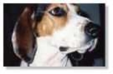 image of english_foxhound