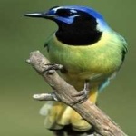 image of green_jay #32