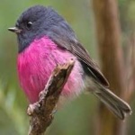 image of bird