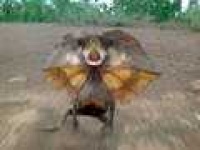 image of frilled_lizard