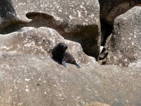 image of animal