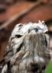 image of potoo