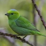 image of bird