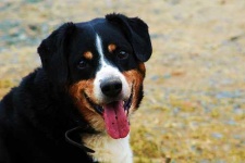image of appenzeller