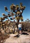 image of joshua_tree