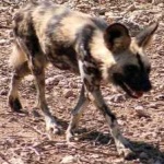 image of african_wild_dog #17