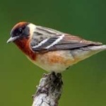 image of bird