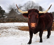 image of animal