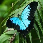 image of animal