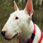 image of animal