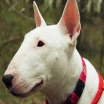 image of bull_terrier #18