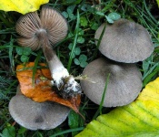 image of mushrooms