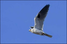 image of kite