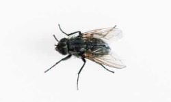 image of animal