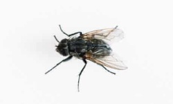 image of fly #9